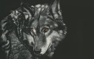Картинка волк, живая природа, Псовые, рисование, волкодав
