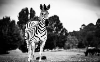 Картинка зебра, черный и белый, живая природа, наземные животные, белые