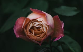 Обои сад роз, цветок, флорибунда, лепесток, розовый