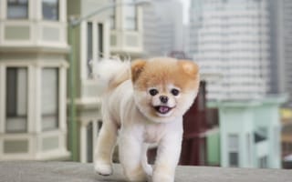 Картинка Бу маленькая собака в большом городе, померанский шпиц, щенок, Бу, привлекательность