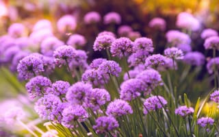 Картинка цветок, пурпур, Фиолетовый, цветковое растение, лаванда
