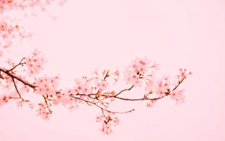 Картинка цветок, ветвь, расцвет, розовый, цветение вишни