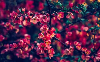 Картинка цветок, красный цвет, лист, растительность, растение