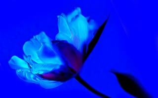 Картинка голубой тюльпан, тюльпаны, цветок, синий, лепесток