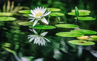 Картинка цветок, ароматные белые водяные лилии, цветковое растение, водное растение, растение
