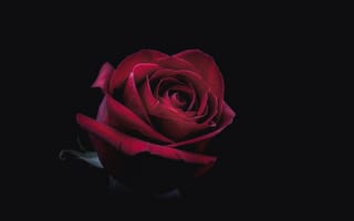 Картинка сад роз, гибридная чайная роза, Цветок 8К, черная роза, красный цвет