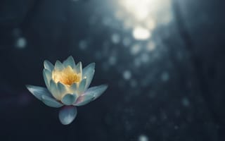 Картинка цветок, ароматные белые водяные лилии, священный Лотос, водное растение, Лотос