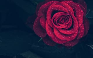 Картинка Роза, цветок, сад роз, красный цвет, лепесток