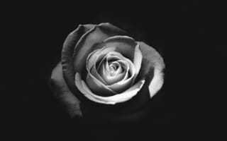 Картинка Роза, черный и белый, черная роза, цветок, белые