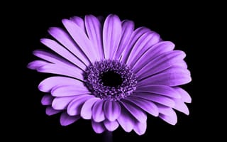 Картинка общие Дейзи, цветок, пурпур, Фиолетовый, Маргаритка barberton