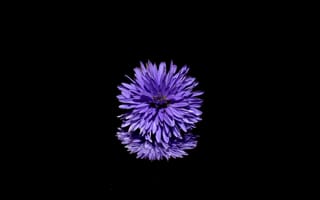 Картинка цветок, пурпур, Фиолетовый, лаванда, растение
