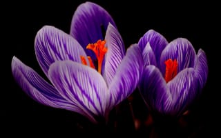 Картинка цветок шафрана цветок, цветковое растение, цветок, расцвет, лепесток