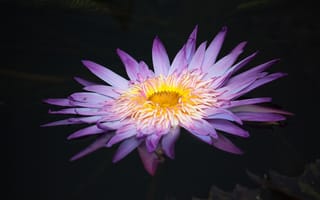 Картинка цветок, водное растение, лепесток, пурпур, растение