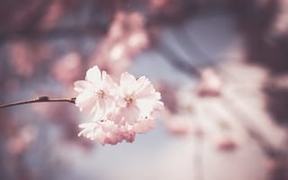 Картинка цветок, весна, расцвет, розовый, лепесток