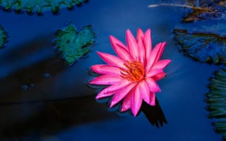 Картинка цветок, лепесток, водное растение, растение, розовый