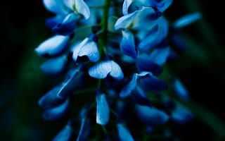 Обои синий, цветок, растение, цветковое растение, синий кобальт