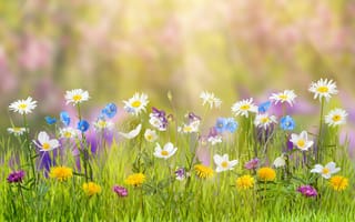 Картинка весна, Люди в природе, луг, цветок, окружающая среда