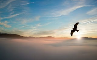 Картинка белоголовый Орлан, Орел, утро, атмосфера, птица