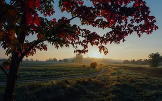 Картинка древесные растения, небо, клен, Осенняя окраска листьев, лето
