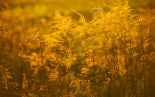 Картинка желтый, солнечный свет, семейство травы, растение, поле