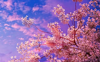 Картинка цветение вишни, расцвет, вишня, цветок, весна