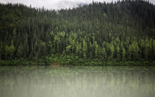 Картинка лес, отражение, вода, дерево, природа