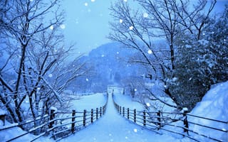 Картинка зима, снег, синий, дерево, замораживание