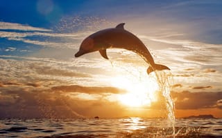 Обои Дельфин, скачок, афалина, китообразных, вода