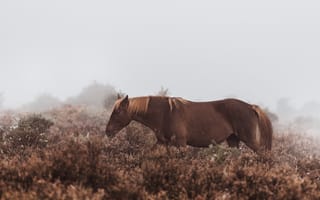 Картинка конь, Мустанг лошадь, экорегион, живая природа, выгон
