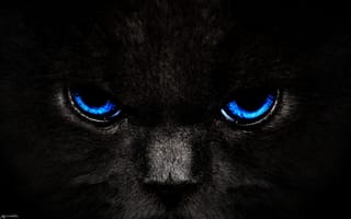 Картинка животное, морда, котенок, черный, Чеширский кот