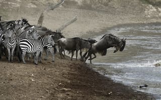 Картинка серенгети, масаи Мара, Река Мара, миграция животных, зебра