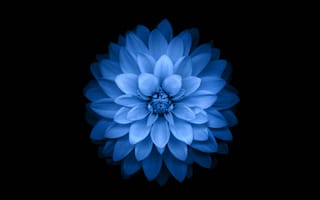 Картинка синий, лепесток, цветок, растение, георгин