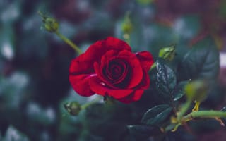 Картинка Роза, цветок, бутон, красный цвет, сад роз