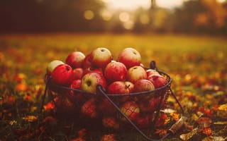 Обои apple, фрукты, красный цвет, осень, растение