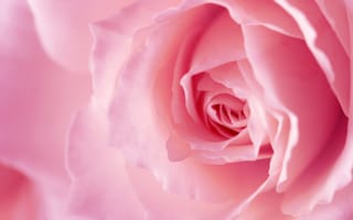 Обои сад роз, лепесток, розовый, цветок, Роза