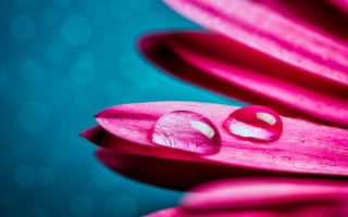 Картинка пурпур, сотовый телефон, крупный план, цветок, вода