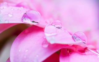 Картинка цветок, роса, лепесток, розовый, вода
