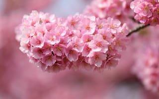 Картинка цветение вишни, расцвет, цветок, розовый, растение
