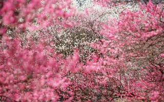 Картинка Япония, цветение вишни, расцвет, цветок, розовый