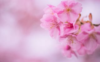 Картинка расцвет, цветок, розовый, лепесток, цветение вишни