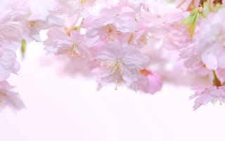 Картинка цветение вишни, розовый, цветок, лепесток, расцвет