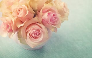 Обои цветок, сад роз, розовый, Роза, лепесток