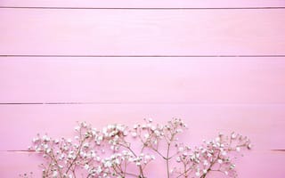 Картинка линия, растение, белые, розовый, весна