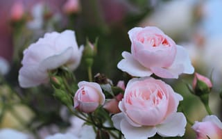 Картинка Роза, лепесток, цветок, пейзаж, розовый