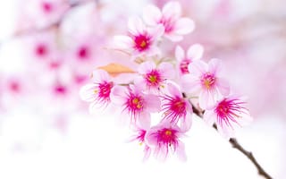 Картинка цветение вишни, расцвет, цветок, розовый, растение