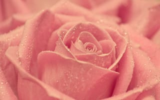 Картинка розовый, лепесток, крупный план, Роза, сад роз