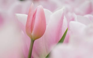 Картинка мягкий розовый тюльпан, тюльпаны, розовый, розовые цветы, цветок