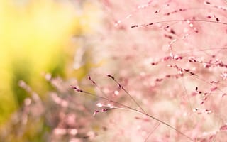 Картинка розовый, цветок, весна, ветвь, растение