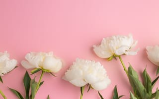Картинка цветок, пион, розовые цветы, розовый, цветковое растение