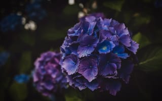 Картинка Гортензия, травянистое растение, синий, полевой цветок, hydrangeaceae